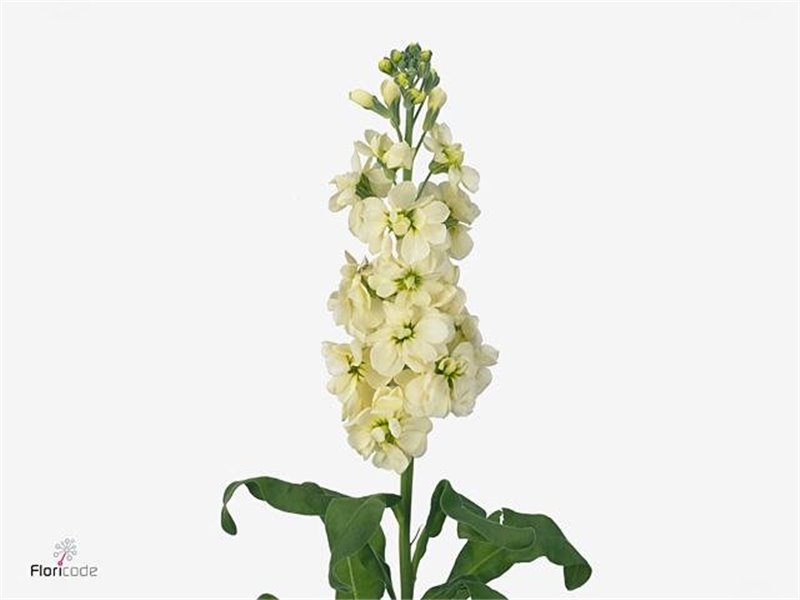 Matthiola Stocks Mathilda Yellow c2449
