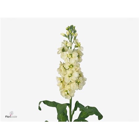Matthiola Stocks Mathilda Yellow c2449