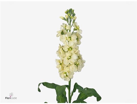 Matthiola Stocks Mathilda Yellow c2450