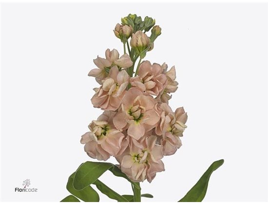 Matthiola Stocks Milla Salmon c2452