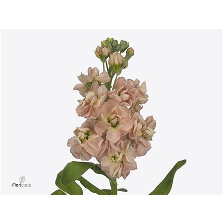 Matthiola Stocks Milla Salmon c2452