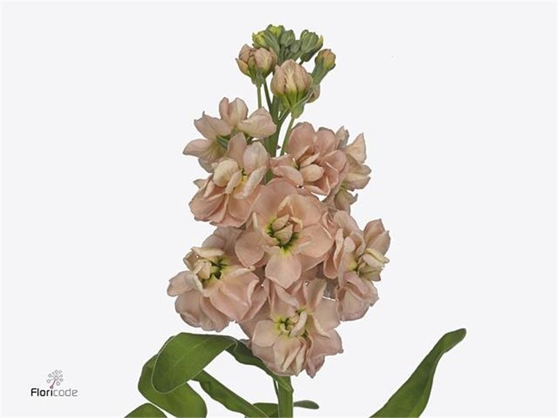 Matthiola Stocks Milla Salmon Ex c2454