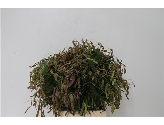 Matthiola Stocks Milla Salmon Ex c2455