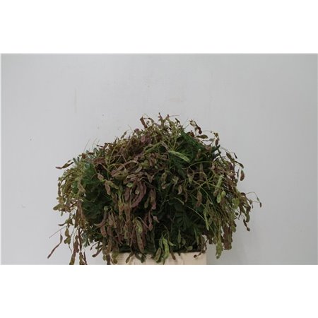 Matthiola Stocks Milla Salmon Ex c2455