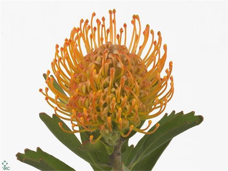 Proteja Jelena c2473