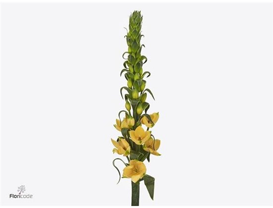 Ornithogalum Db Splash Star c2481