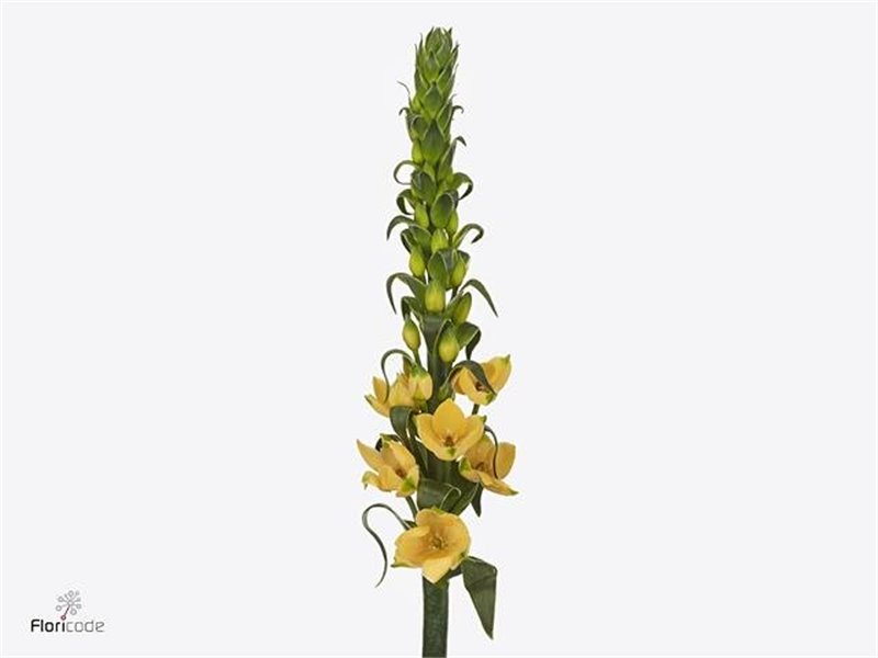 Ornithogalum Db Splash Star c2481