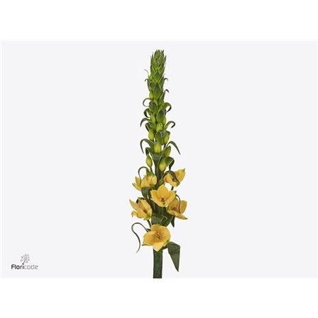 Ornithogalum Db Splash Star c2481