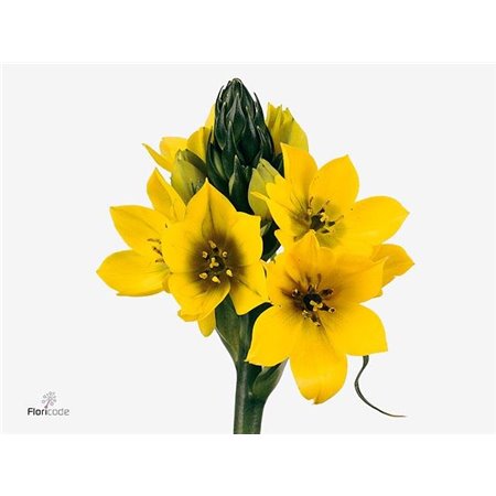 Ornithogalum Dub Yellow Asa c2483
