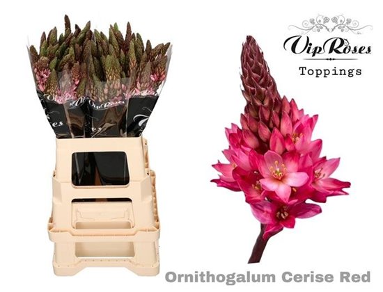 Ornithogalum Mount Fuji Cerise Red c2485