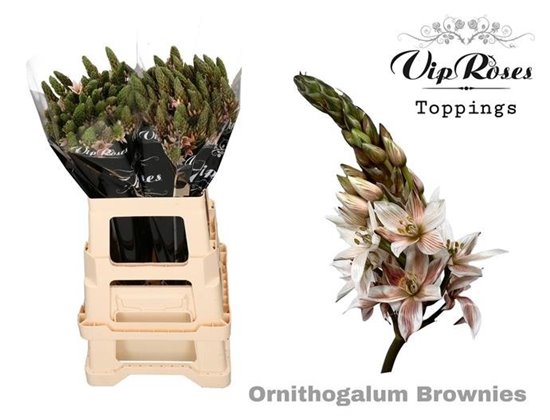 Ornithogalum Mount Fuji Brownies c2487