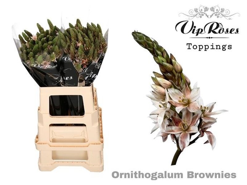 Ornithogalum Mount Fuji Brownies c2487