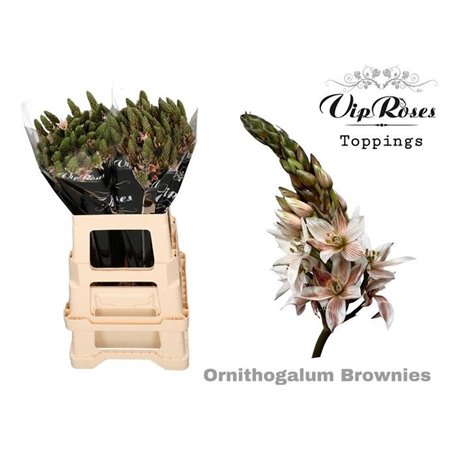 Ornithogalum Mount Fuji Brownies c2487