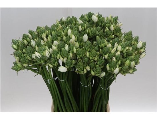 Ornithogalum Pilar c2490