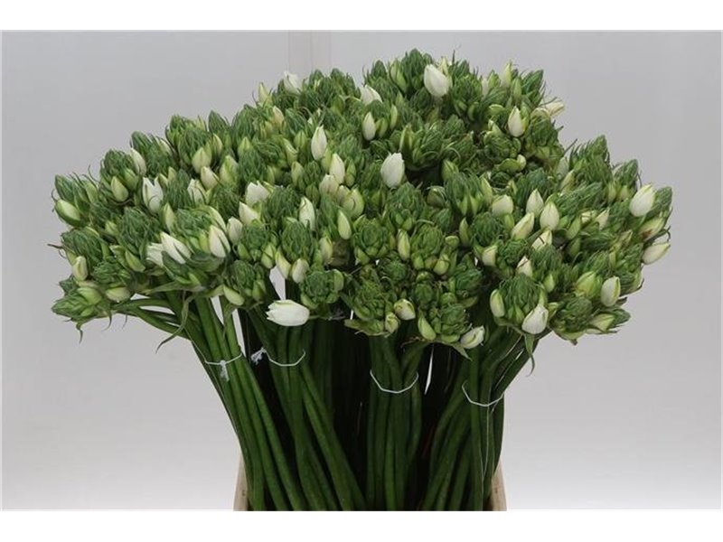 Ornithogalum Pilar c2490