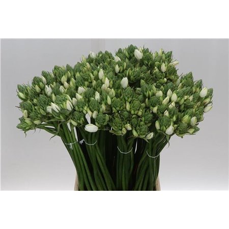 Ornithogalum Pilar c2490