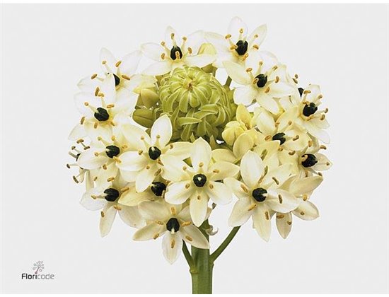 Ornithogalum Pilar c2491