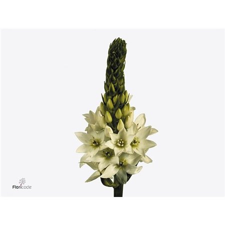 Ornithogalum Saundersiae c2493