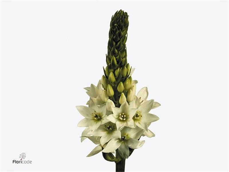 Ornithogalum Thy Mount Fuji c2494