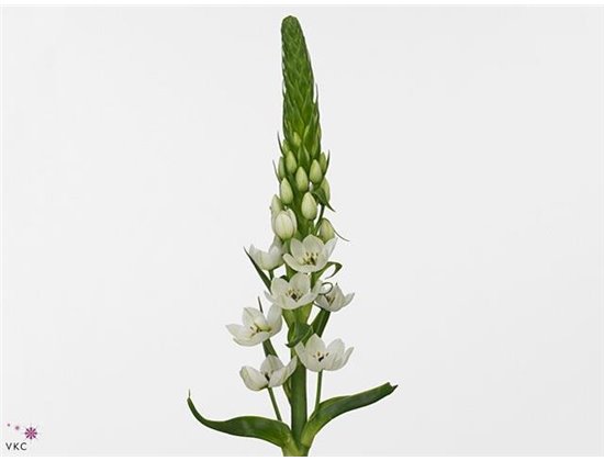 Ornithogalum Thy Mount Fuji c2495