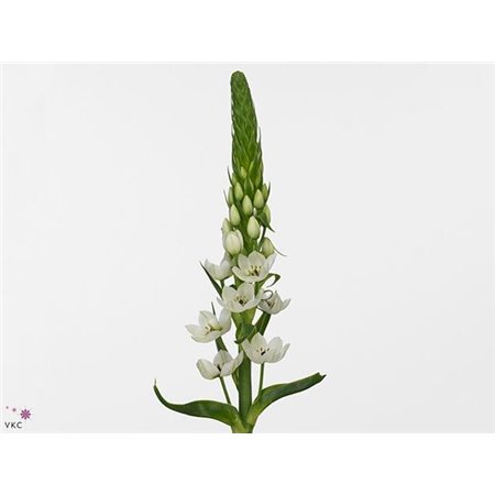 Ornithogalum Thy Mount Fuji c2495