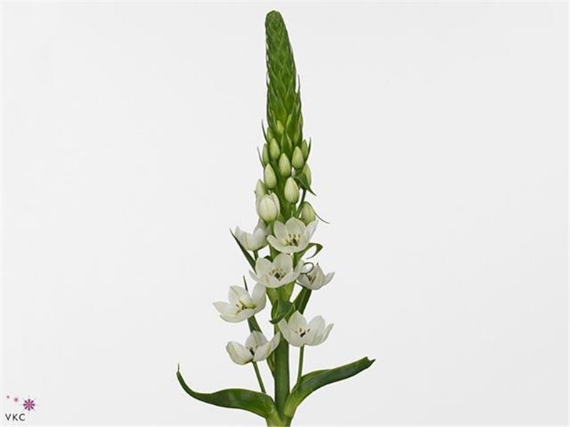 Ornithogalum Thy White Star c2498