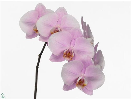 Phalaenopsis An Manila c2599