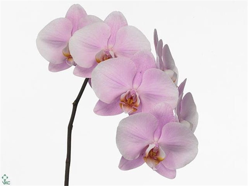Phalaenopsis An Manila c2599