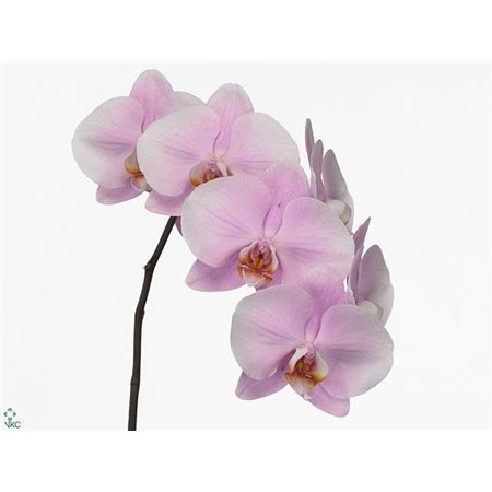 Phalaenopsis An Manila c2599