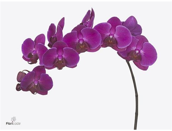 Phalaenopsis An Stellenbosch c2601