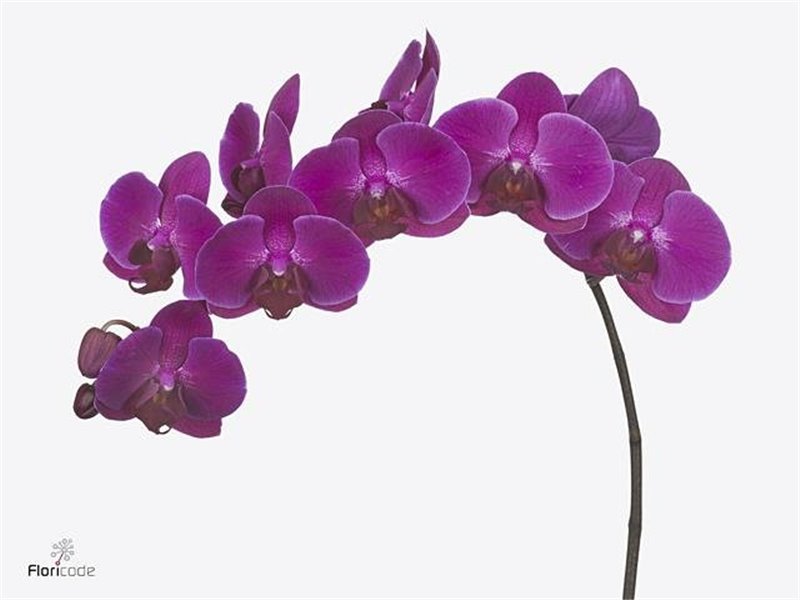 Phalaenopsis An Stellenbosch c2601