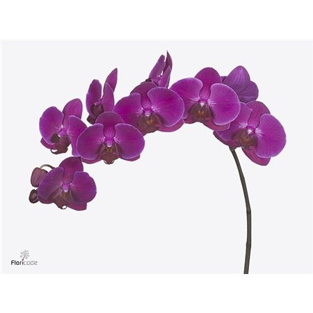 Phalaenopsis An Stellenbosch c2601