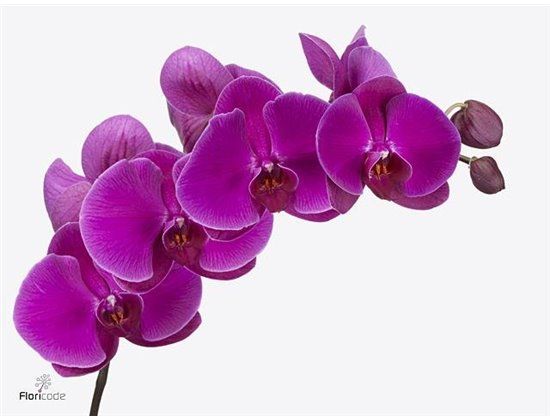 Phalaenopsis Beau Monde c2605