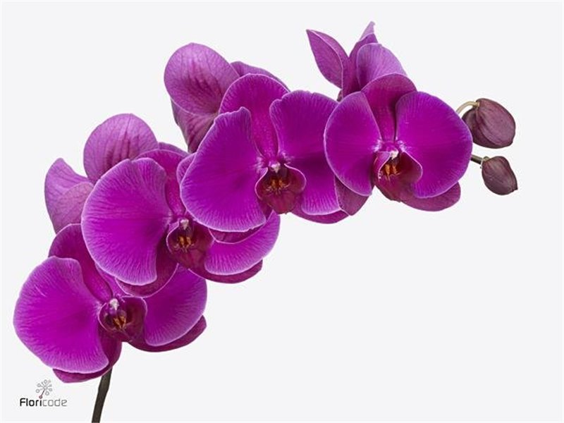 Phalaenopsis Beau Monde c2605