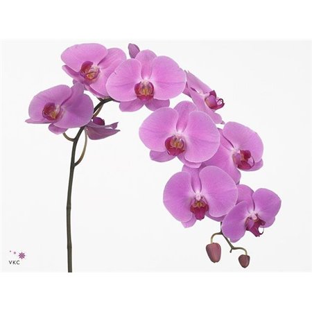 Phalaenopsis Happy Valentina c2606