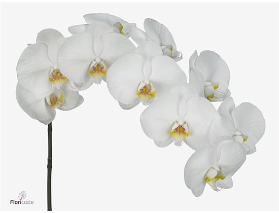 Phalaenopsis Happy Valentina c2607