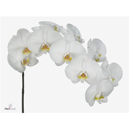 Phalaenopsis Kobe c2608