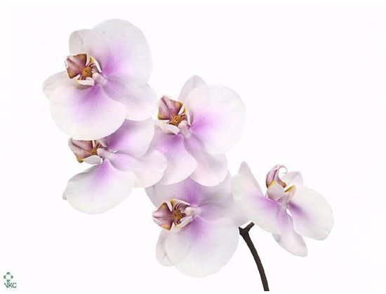 Phalaenopsis Okayama c2609