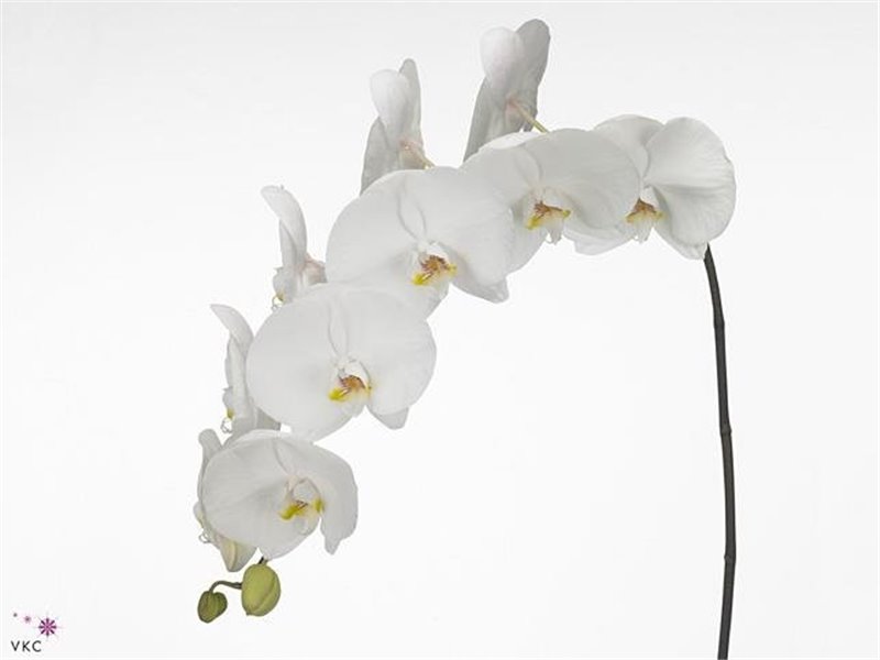 Phalaenopsis Okayama c2610