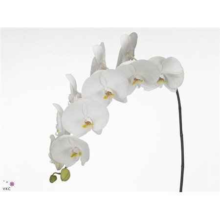 Phalaenopsis Okayama c2610