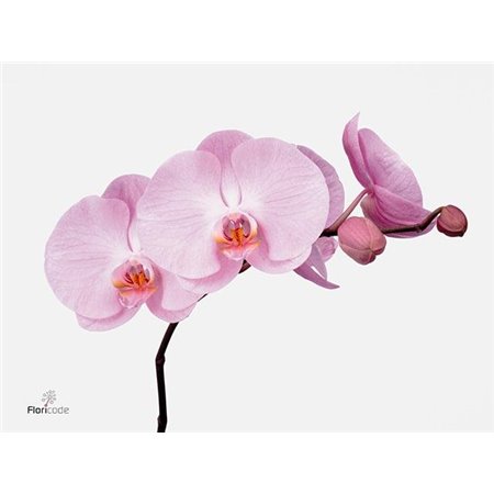 Phalaenopsis Tikal c2612