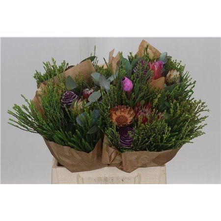Proteja (p. bunch) c2662