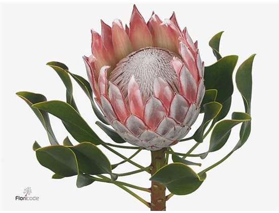 Proteja Cynaroides c2667