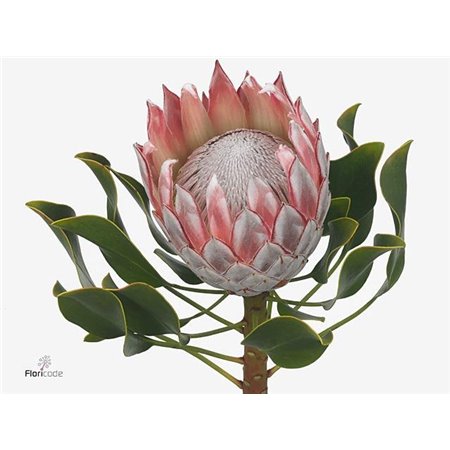 Proteja Cynaroides c2667