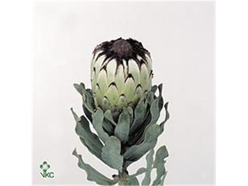 Proteja Mag Niobe c2668