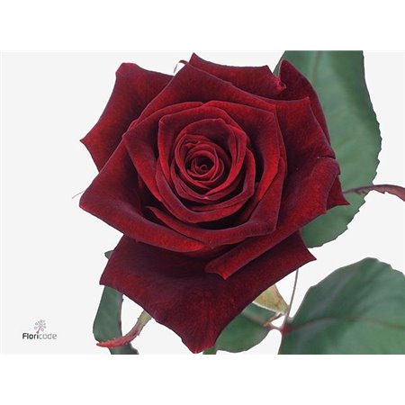 Vrtnica Black Baccara c2707