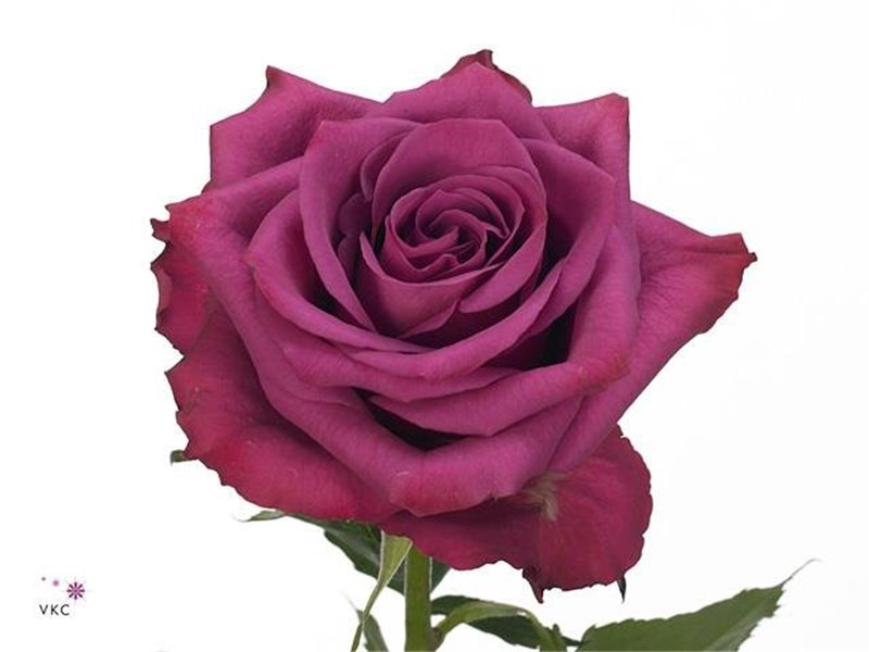Vrtnica Blueberry c2709