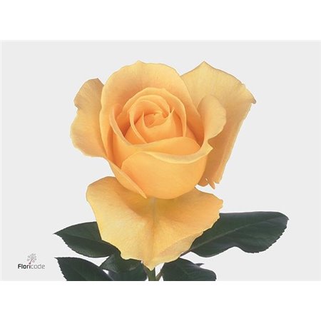 Vrtnica Candlelight Fre X10 c2744