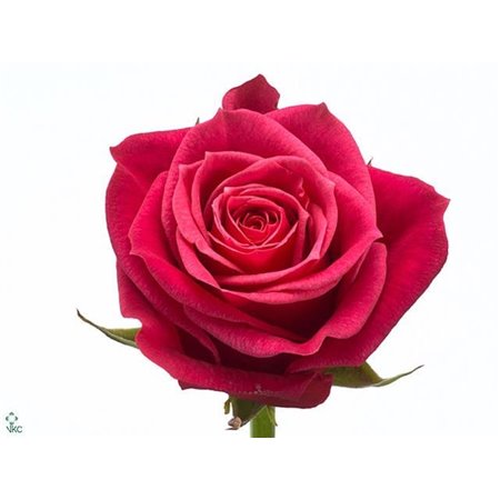 Vrtnica Cherry O c2758