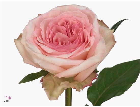 Vrtnica Gar Pink Ohara c2872
